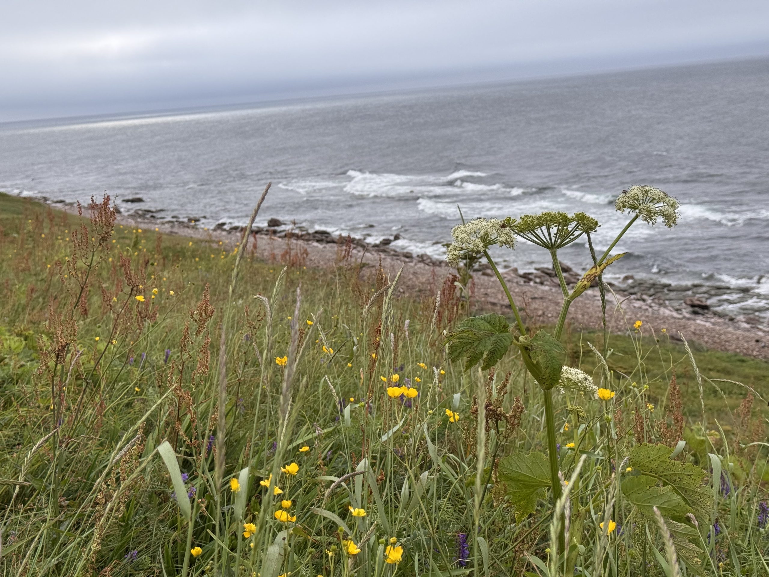 Labrador Tea and Tarts at Pointe Amour Lighthouse