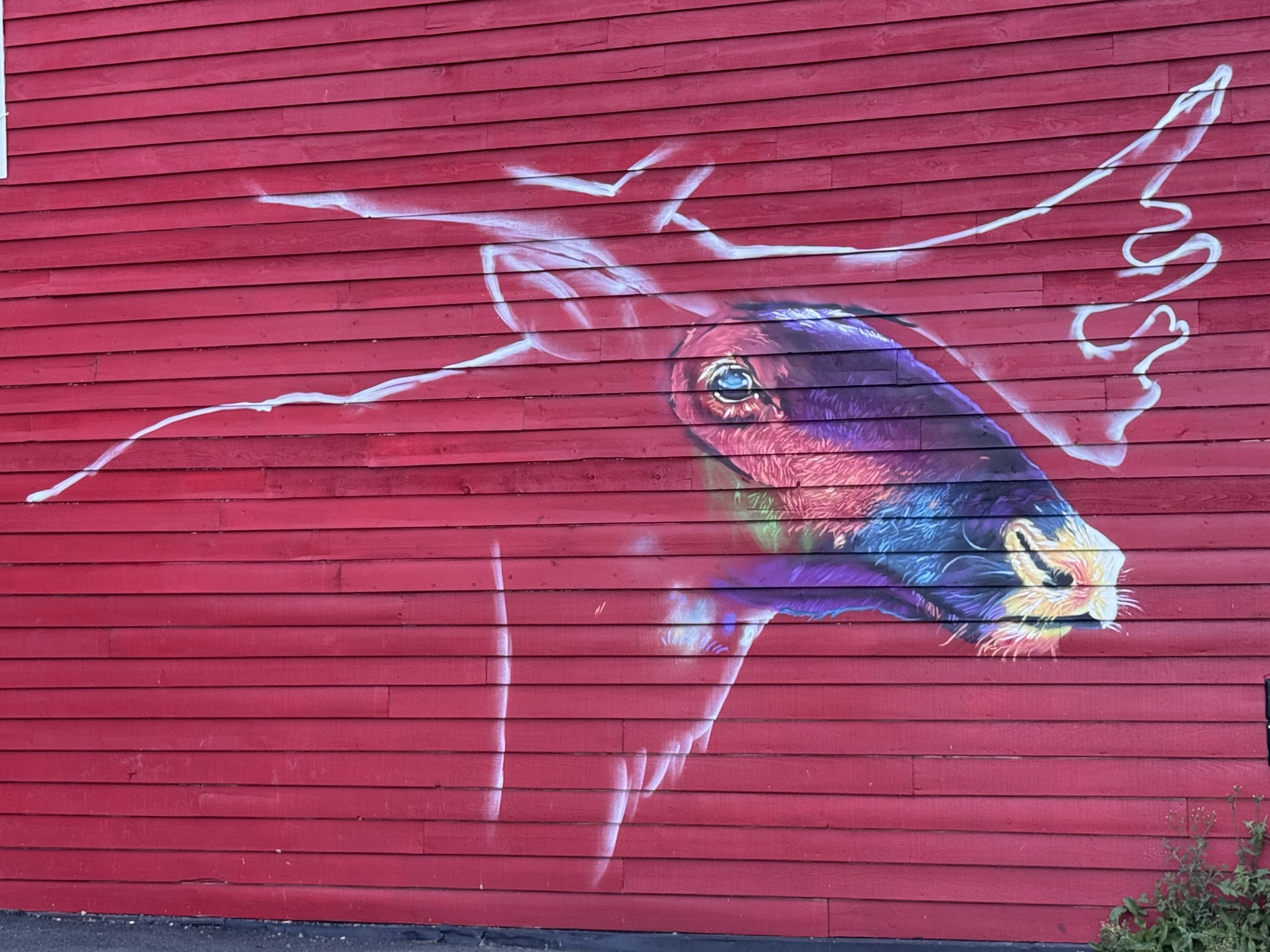 Walking Around St. John’s